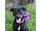 Adopt Nola a Black Pit Bull Terrier / Mixed dog in Riverwoods, IL (38629177)