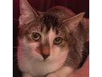 Adopt Tesla a Domestic Short Hair