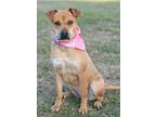 Adopt Carol Anne - Adoptable a Terrier (Unknown Type, Small) / Mixed Breed