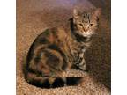 Adopt Gwen a Calico or Dilute Calico Domestic Shorthair / Mixed cat in Mission