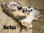 Adopt Reba a Black (Mostly) Domestic Shorthair / Mixed (short coat) cat in