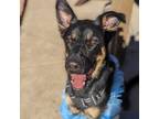 Adopt Bentley a Black Shepherd (Unknown Type) / Mixed dog in Escondido