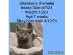 Adopt Strawberry a Domestic Short Hair