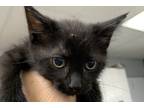 Adopt April a All Black Domestic Shorthair / Domestic Shorthair / Mixed cat in