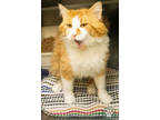 Adopt Pogo a Orange or Red Domestic Mediumhair / Mixed cat in Potsdam