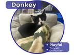 Adopt Donkey a Black & White or Tuxedo Domestic Shorthair (short coat) cat in