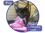 Adopt Pig a Black & White or Tuxedo Domestic Shorthair (short coat) cat in