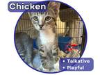 Adopt Chicken a Gray, Blue or Silver Tabby Domestic Shorthair (short coat) cat