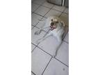 Adopt Wayne a White Labrador Retriever / Mixed Breed (Large) / Mixed dog in