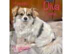 Adopt Diva a Black - with Tan, Yellow or Fawn Papillon / Mixed dog in Surrey