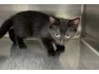 Adopt Mark a All Black Domestic Shorthair / Domestic Shorthair / Mixed cat in