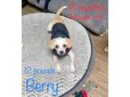 Adopt Berry a Brown/Chocolate - with Black Dachshund / Chiweenie / Mixed dog in