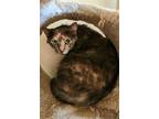 Adopt Millicent a Brown or Chocolate Domestic Shorthair / Domestic Shorthair /
