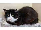 Adopt Sophie a All Black Domestic Shorthair / Domestic Shorthair / Mixed cat in