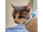 Adopt Felina a White Domestic Shorthair / Domestic Shorthair / Mixed cat in