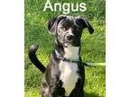 Adopt Angus a Brindle Beagle / Pug / Mixed dog in Warren, PA (38649083)