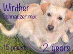 Adopt Winter a Tan/Yellow/Fawn Cairn Terrier / Miniature Schnauzer / Mixed dog