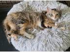 Adopt Lady (Courtesy Post) a Calico or Dilute Calico Domestic Shorthair (short