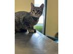 Adopt Stan a Gray, Blue or Silver Tabby Domestic Shorthair (short coat) cat in