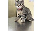 Adopt Castiel a Gray, Blue or Silver Tabby Domestic Shorthair (short coat) cat