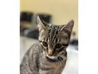 Adopt Rose a Gray, Blue or Silver Tabby Domestic Shorthair (short coat) cat in