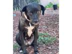 Adopt Lola a Black - with White Labrador Retriever / Mixed Breed (Medium) /