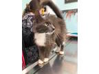 Adopt Lilly a Gray or Blue (Mostly) Domestic Longhair (long coat) cat in