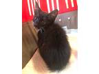 Adopt Seaweed a Black & White or Tuxedo Domestic Shorthair (short coat) cat in