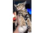 Adopt Tater & Tot a Brown Tabby Domestic Shorthair (short coat) cat in