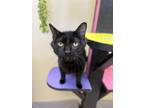 Adopt Cedric a All Black Domestic Shorthair / Domestic Shorthair / Mixed cat in