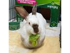 Adopt Harriet a White Californian / Mixed rabbit in Wheaton, IL (38647518)