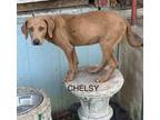 Adopt Chelsy a Tan/Yellow/Fawn - with Black Blue Lacy/Texas Lacy / Mixed dog in