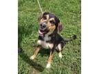 Adopt Ava a Brown/Chocolate German Shepherd Dog / Mixed dog in Terre Haute