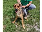 Adopt Mia a Brown/Chocolate German Shepherd Dog / Mixed dog in Terre Haute