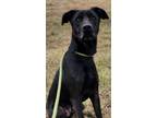 Adopt Max a Black Labrador Retriever / Mixed dog in Danville, IL (37700348)
