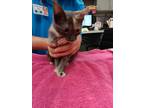 Adopt Cinder a Gray or Blue Domestic Shorthair / Domestic Shorthair / Mixed cat