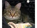 Adopt Roo a Brown Tabby Domestic Shorthair (short coat) cat in St.