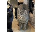 Adopt Camry a All Black Domestic Shorthair / Domestic Shorthair / Mixed cat in