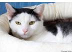 Adopt Cheesecake a Black & White or Tuxedo Domestic Shorthair (short coat) cat