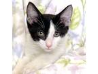 Adopt Badger a Black & White or Tuxedo Domestic Shorthair (short coat) cat in