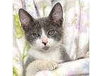 Adopt Fox a Gray or Blue Domestic Shorthair (short coat) cat in St.