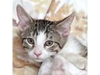 Adopt Brioche a Brown Tabby Domestic Shorthair (short coat) cat in St.