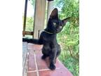 Adopt Rarity a All Black Domestic Shorthair (short coat) cat in Nashua
