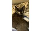Adopt Blackberry a Domestic Shorthair cat in Honolulu, HI (38646856)