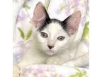 Adopt Newt a White (Mostly) Domestic Shorthair (short coat) cat in St.