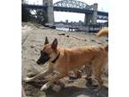 Adopt Ryder a Tan/Yellow/Fawn - with Black Belgian Malinois / Mixed dog in
