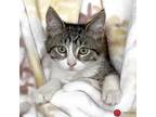 Adopt Marzipan a Brown Tabby Domestic Shorthair (short coat) cat in St.