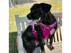 Adopt Petunia a Brindle Mixed Breed (Large) / Mixed dog in Milton, FL (38646329)