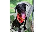 Adopt Popeye a Mixed Breed (Medium) dog in San Leon, TX (38641568)