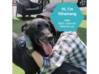 Adopt KKamang a Black Retriever (Unknown Type) / Mixed dog in Calgary